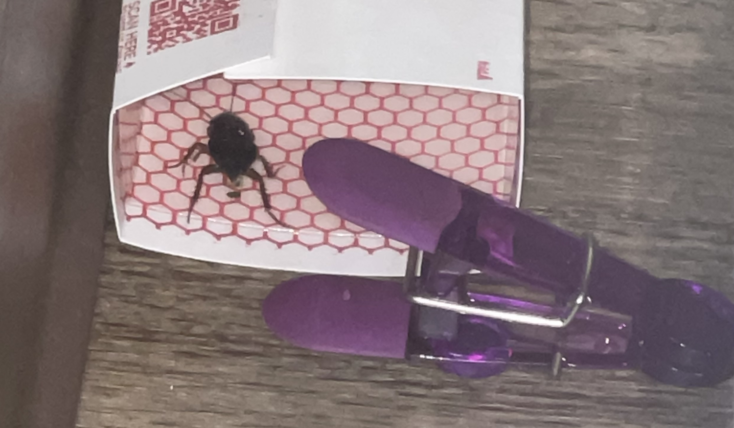 larder beetle PEST CONTROL CANADA