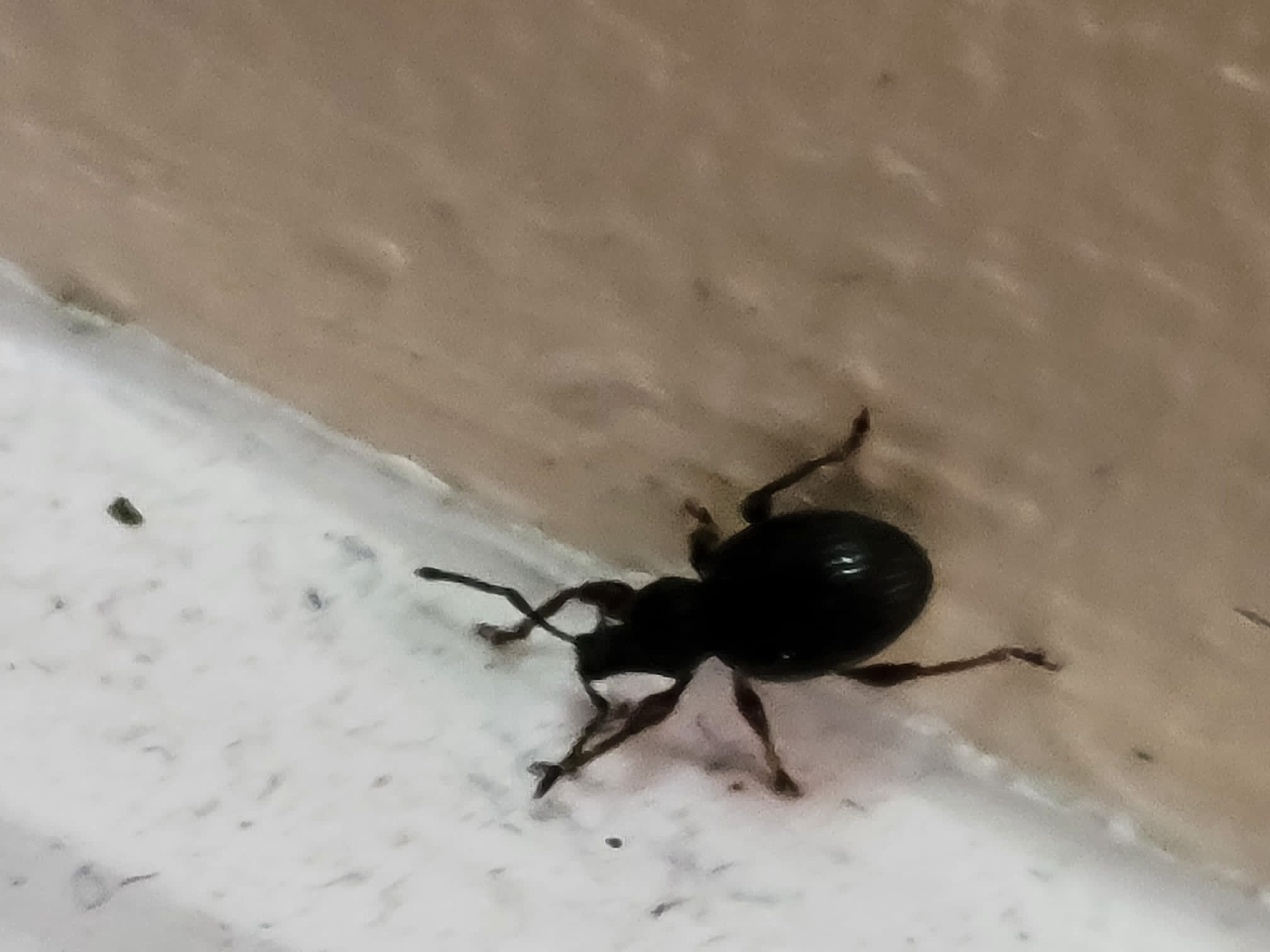 Clothes Moths PEST CONTROL CANADA