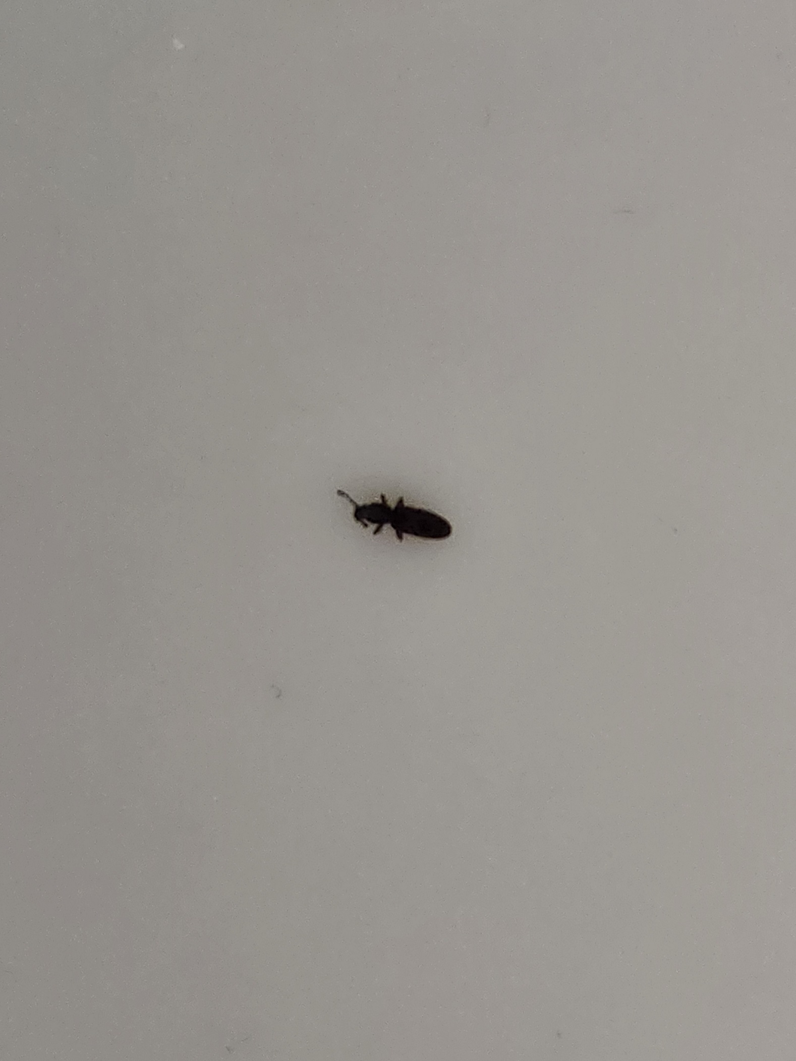 Grain beetles PEST CONTROL CANADA