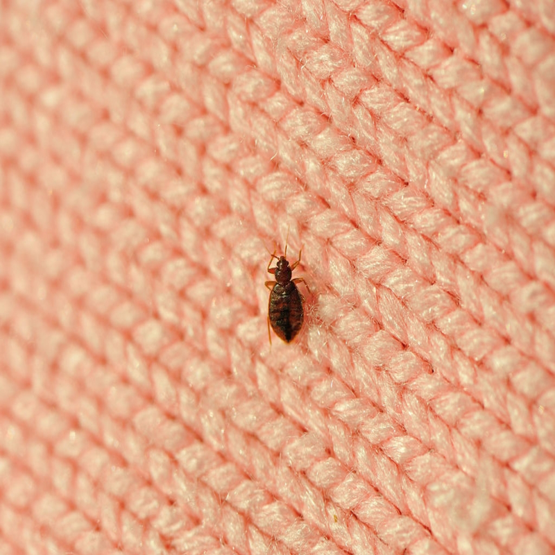Pest Control Chicagoland Best Bed Bugs, Rat, Ant