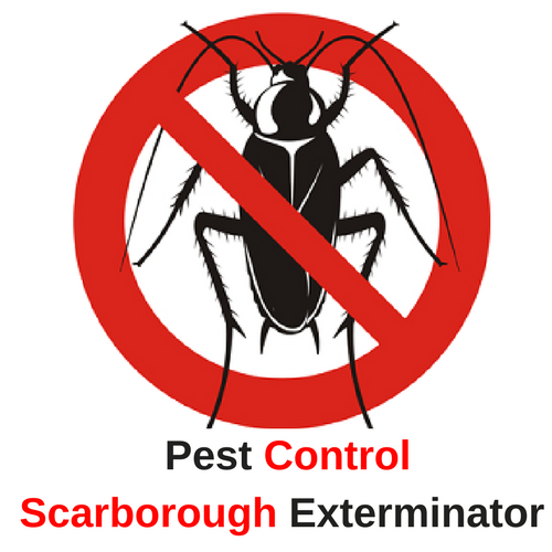 Pest Control Scarborough Exterminator 6475591740 100 Guaranteed