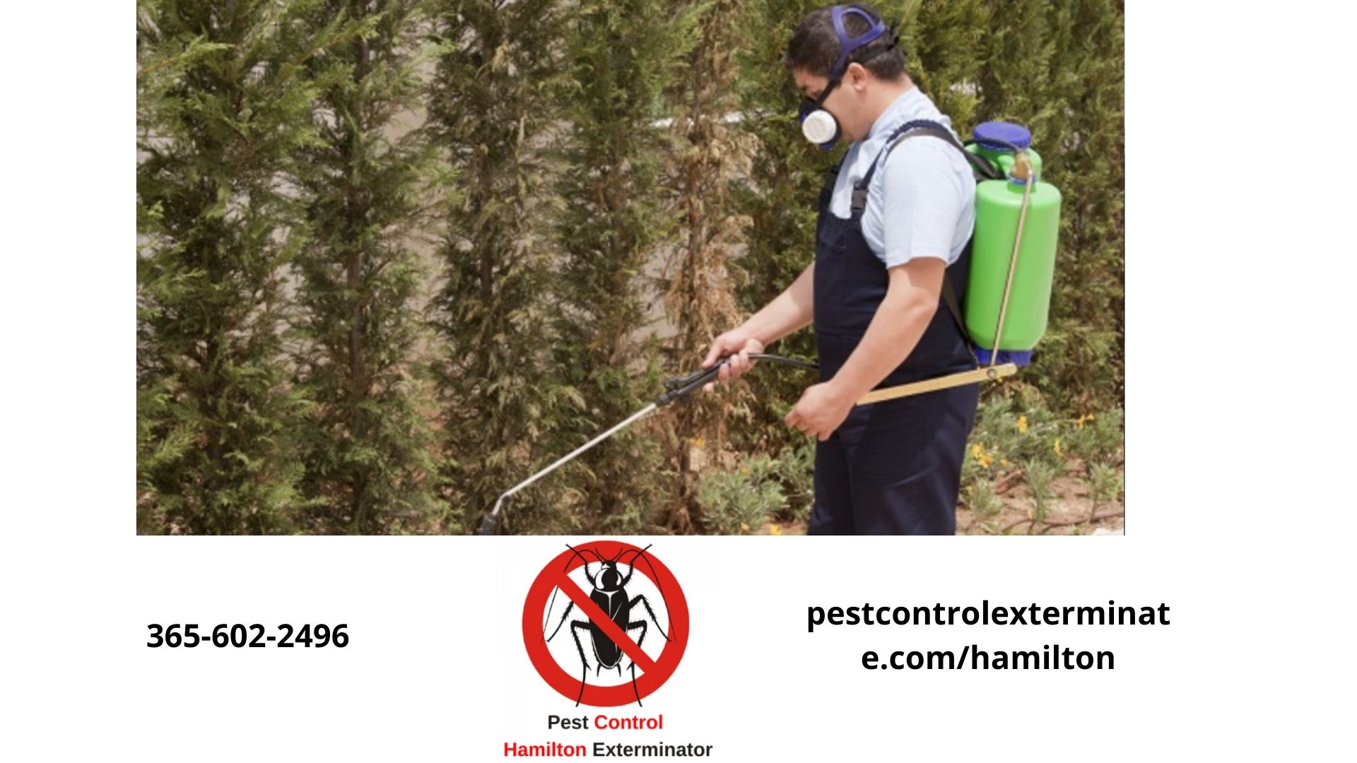 Pest Control Hamilton Exterminator 6475591740 100 Guaranteed