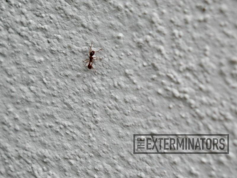 How to keep carpenter ants out of your house Pest Control Guelph