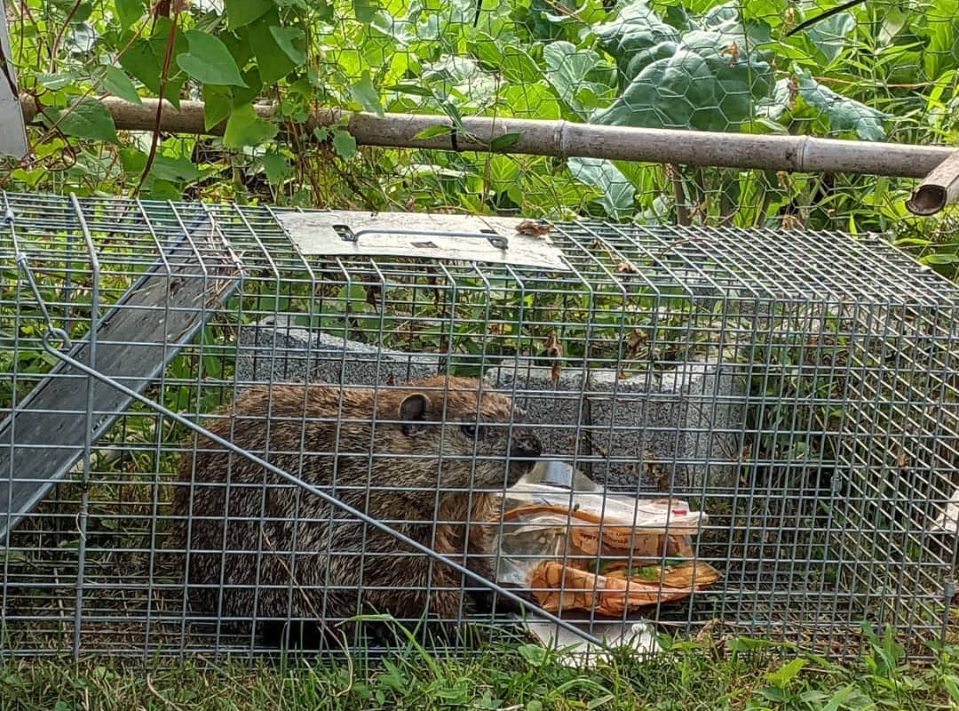 How to Get Rid of Groundhogs Woodchuck Control Guide