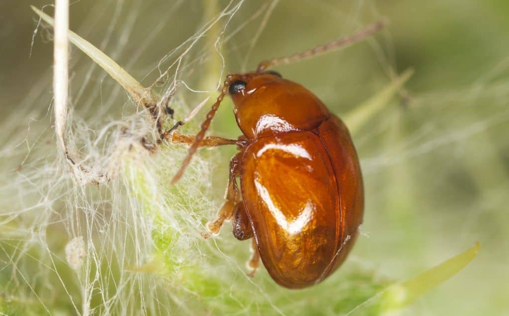 7 Most Common Bugs That Look Like Fleas (with Pictures)