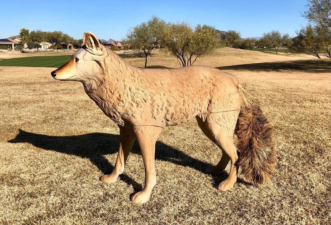 How to Get Rid of Geese Control & Prevention Guide