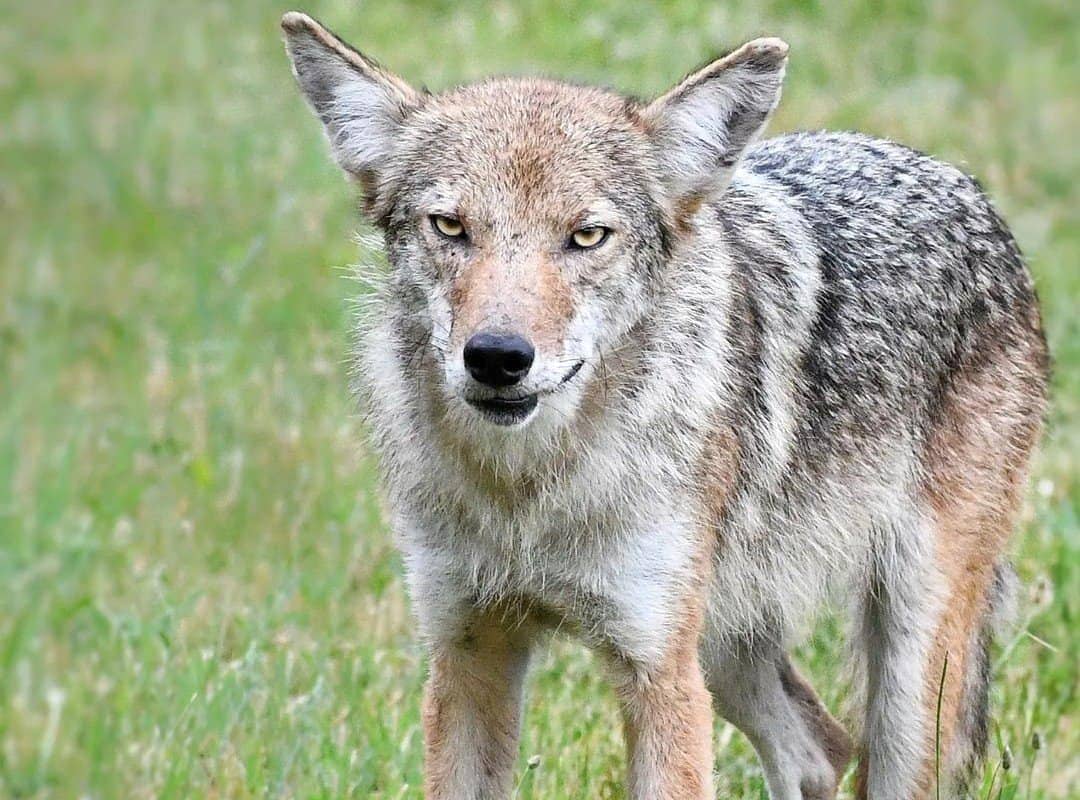 How to Keep Coyotes Away from Your Pets and Garden