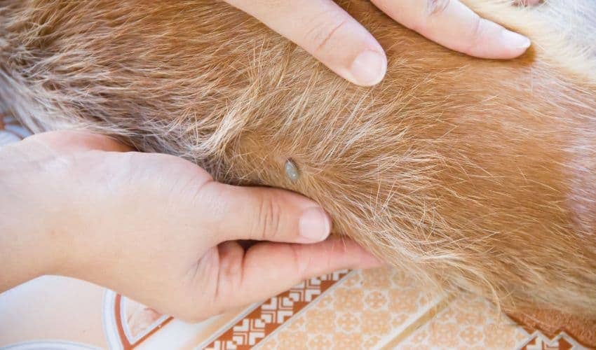 Does Ammonia Kill Fleets Thorough Review for Beginners