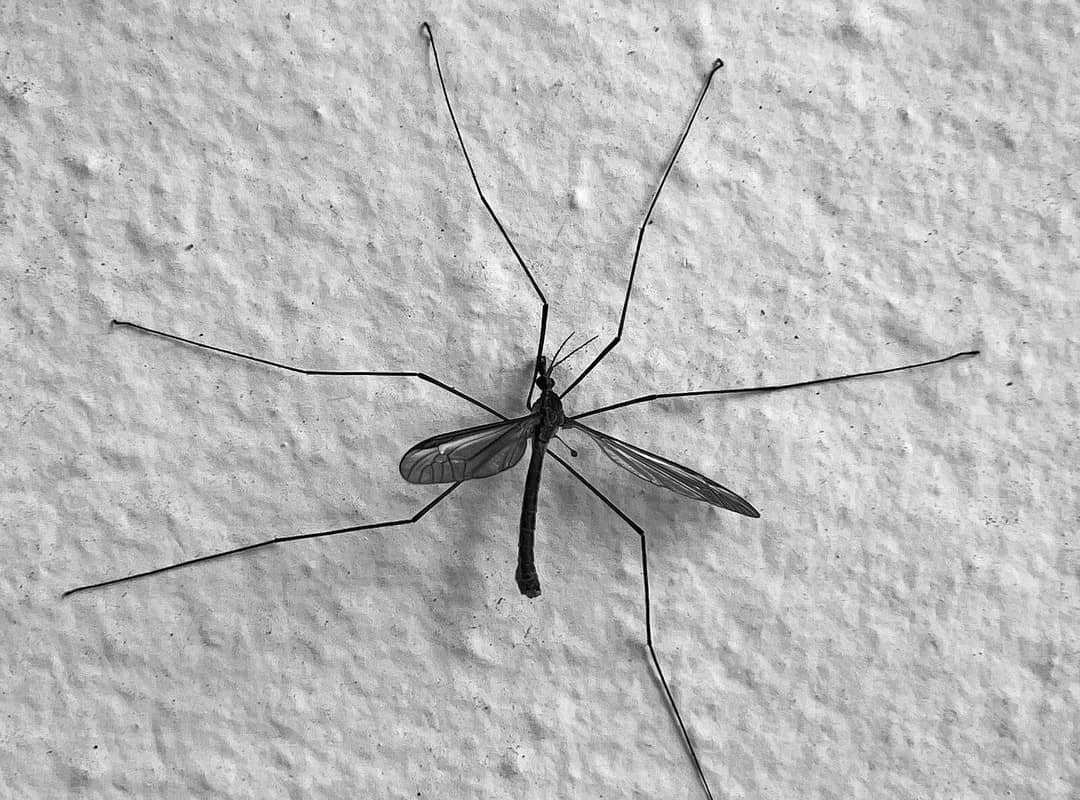 5 Best Mosquito Dunks in 2024 [Detailed Reviews]