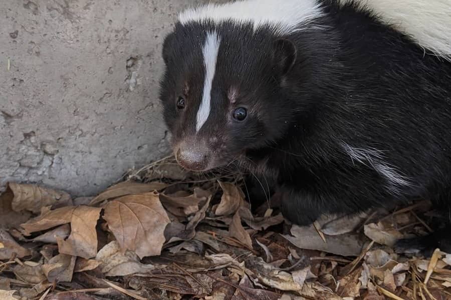 How to Get Rid of Skunk Under Deck Easy Skunk Control Guide