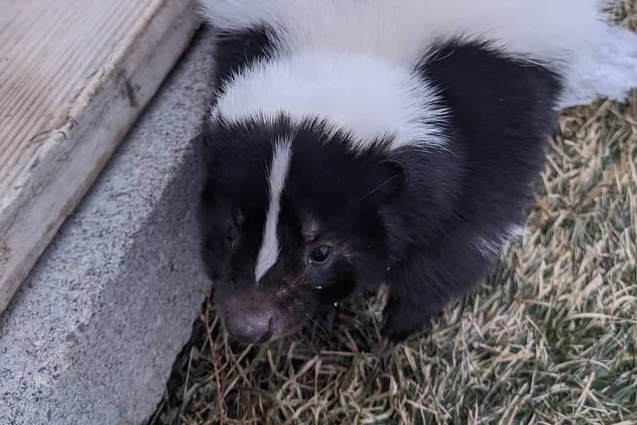 How to Get Rid of Skunk Under Deck Easy Skunk Control Guide
