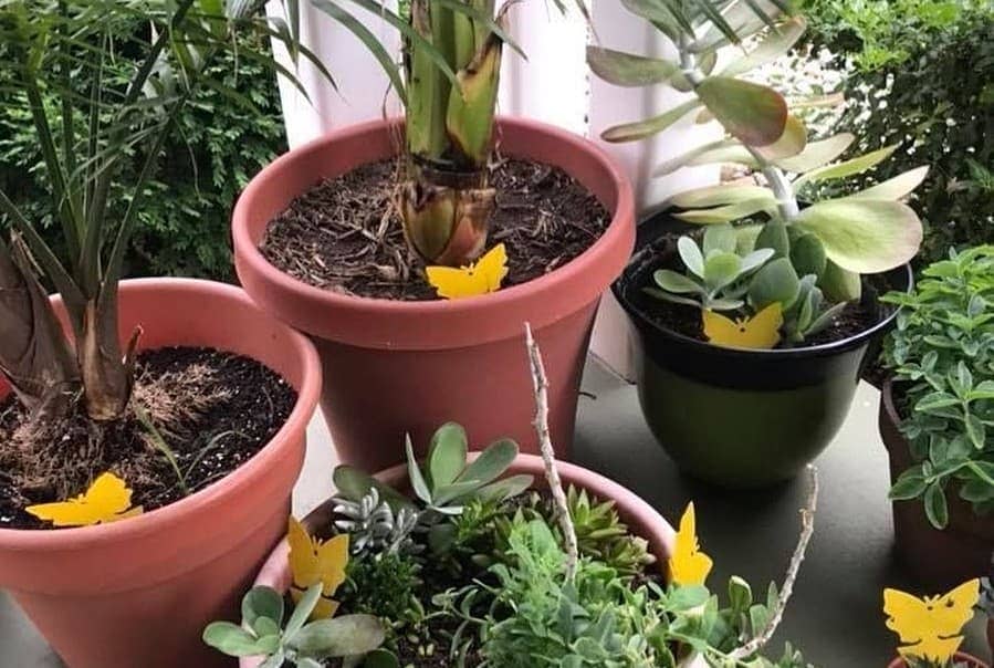 8 Best Gnat Killers in 2024 [Detailed Reviews]