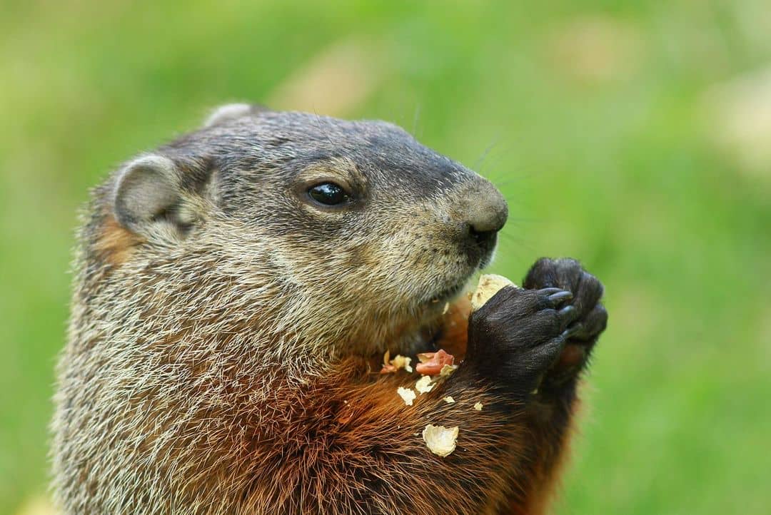 How to Get Rid of Groundhogs Woodchuck Control Guide