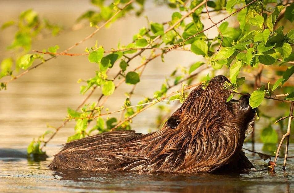 How to Trap a Beaver Dangers, Useful Tips, & Top Traps