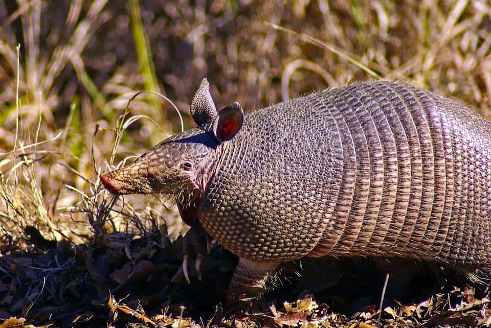 How to Get Rid of Armadillos Control & Prevention Guide