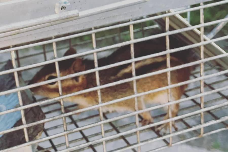 How to Catch Chipmunk Rules for Getting Rid of Elusive Rodents