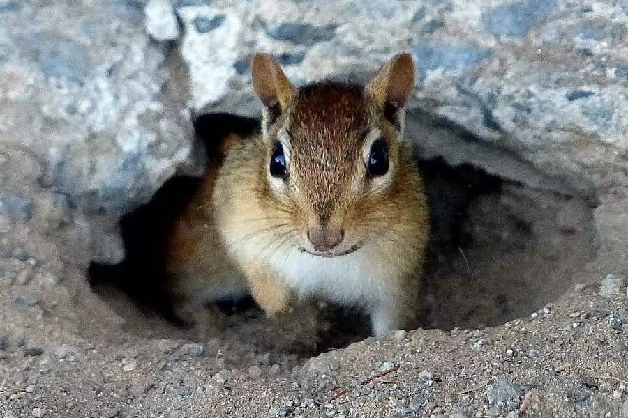 How to Seal a Chipmunk Hole Effective Ways to Get Rid of a Rodent