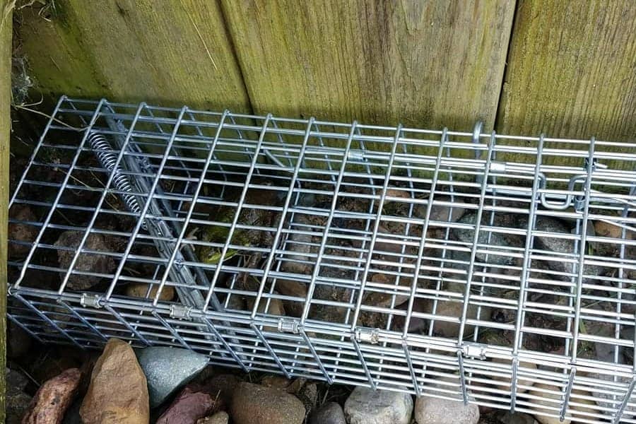 How to Catch Chipmunk Rules for Getting Rid of Elusive Rodents