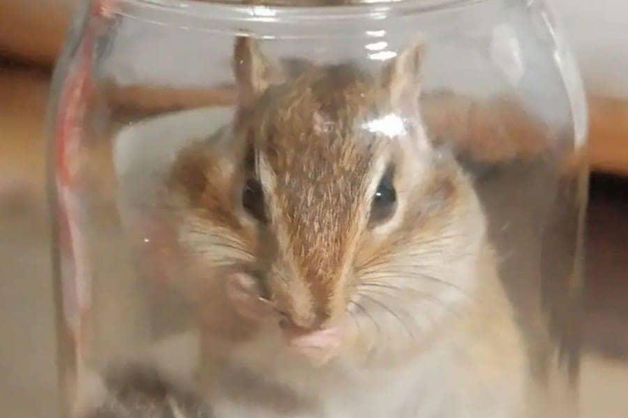 Are chipmunks dangerous and how to deal with them?