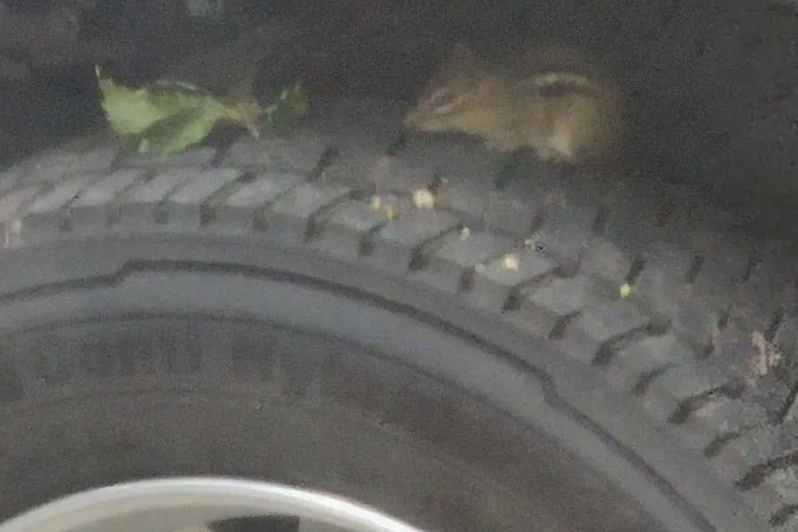 How to Get Rid of Chipmunks in Garage Easy Control & Prevention Guide
