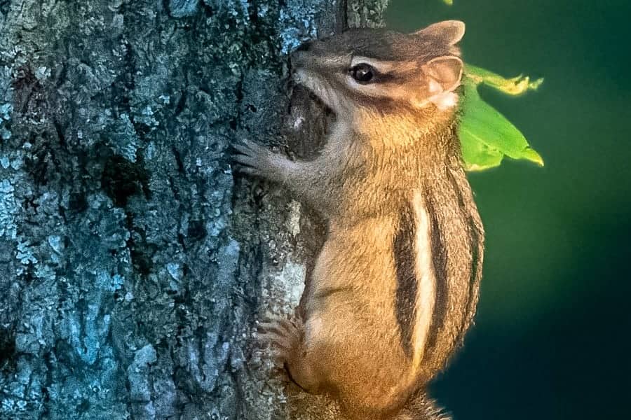 How to Keep Chipmunks Away From Tomato Plants Plan to Save the Crop