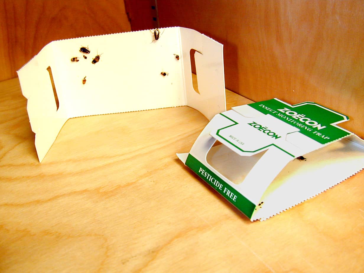 How to Get Rid of German Cockroaches 7 Best Killers Reviewed