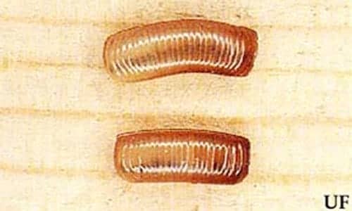Cockroach Eggs 101 How to Identify & Get Rid of Them