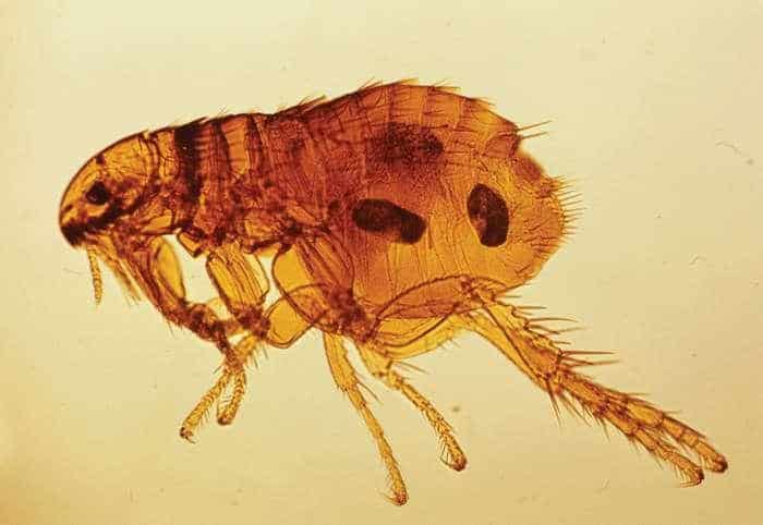 What Do Fleas Look Like? Pictures of Fleas, Eggs, Larvae, Bites