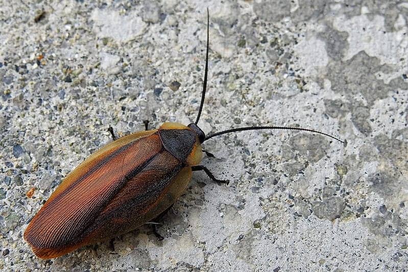 Bugs That Look Like Cockroaches But Aren’t (With Pictures)