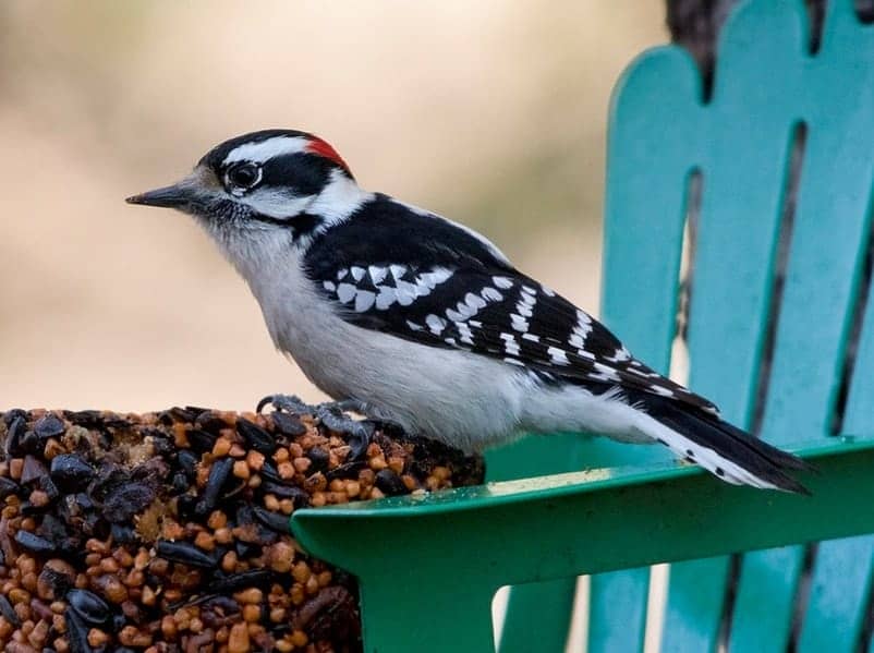 How to Get Rid of Woodpeckers Control & Prevention Guide Unianimal