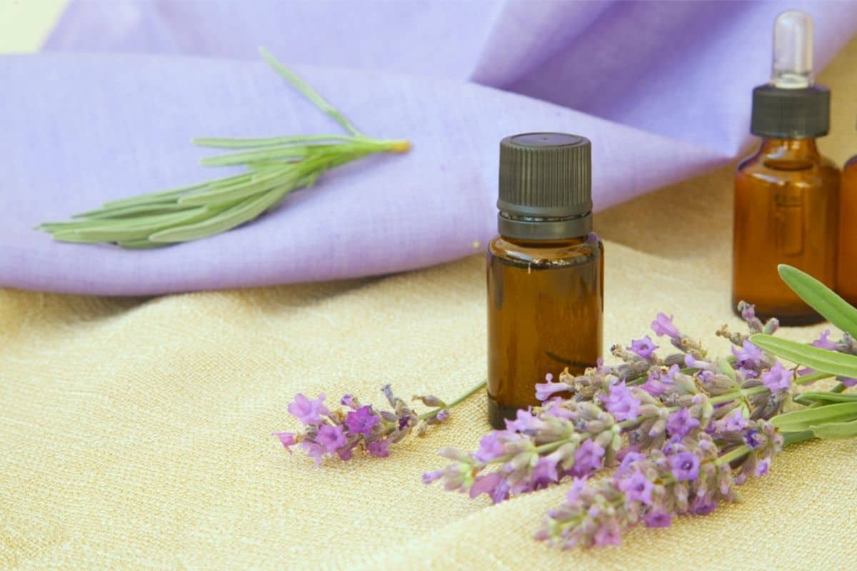 Does lavender repel mosquitoes?