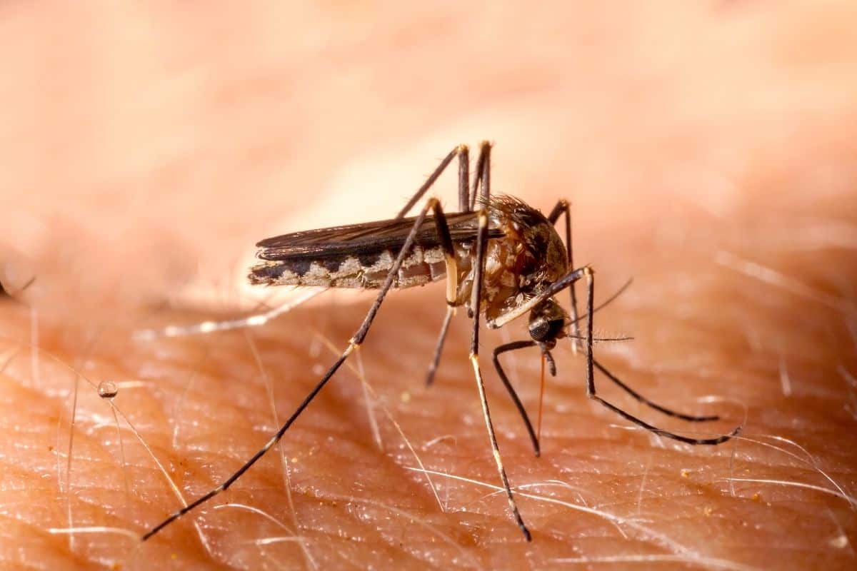 Does Alcohol Repel Mosquitoes? Let’s Get To Know The Truth