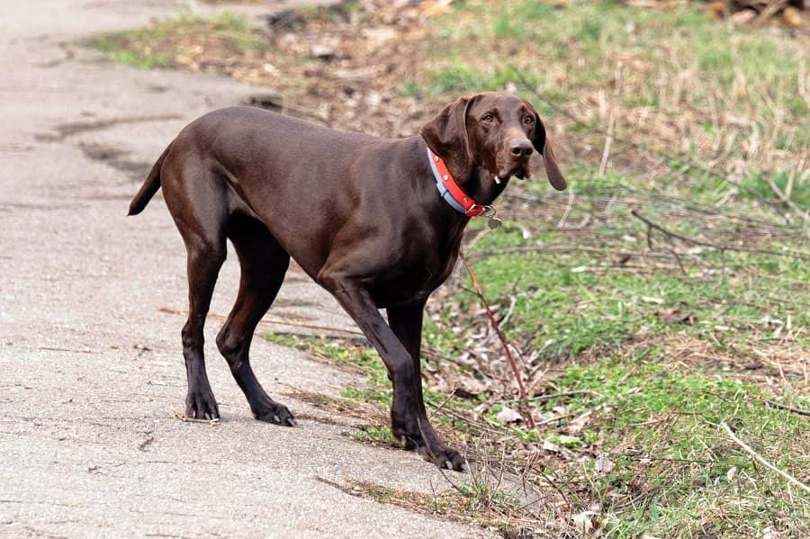 How Do Flea Collars Work? The Ultimate Guide