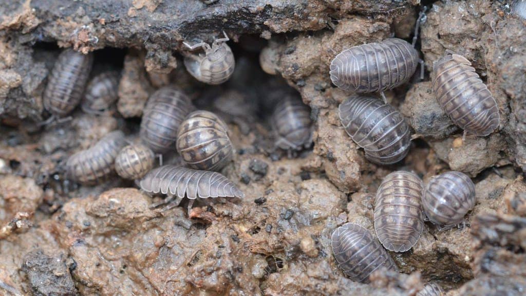 How to Get Rid of Pill Bugs DIY Roly Poly Control Guide