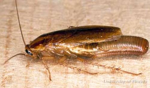 Cockroach Eggs 101 How to Identify & Get Rid of Them