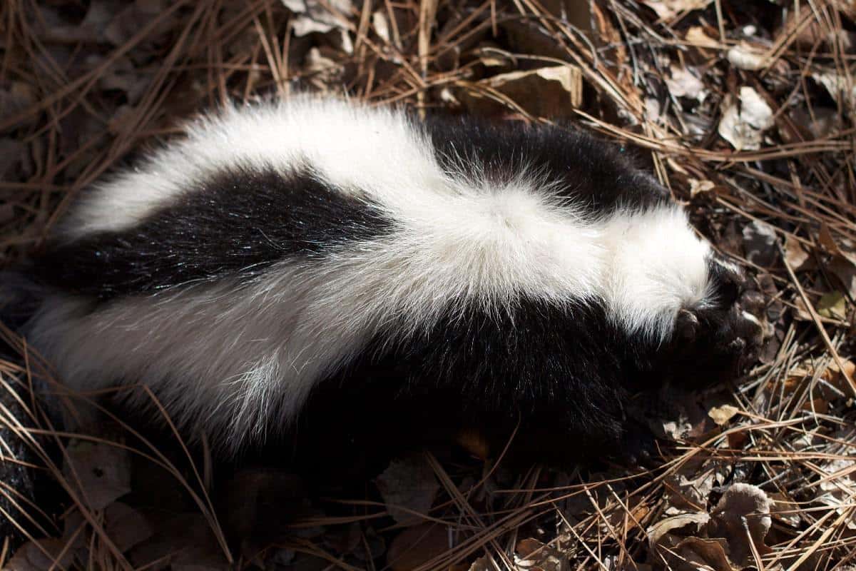 Skunk Poop 101 Identification & Dangers with Pictures