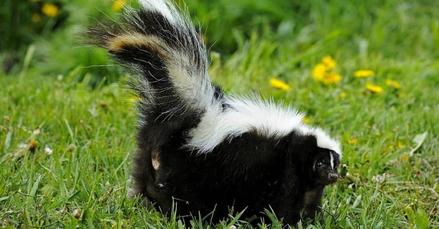 How To Get Rid of Skunk Smell Easy Odor Removal Tips