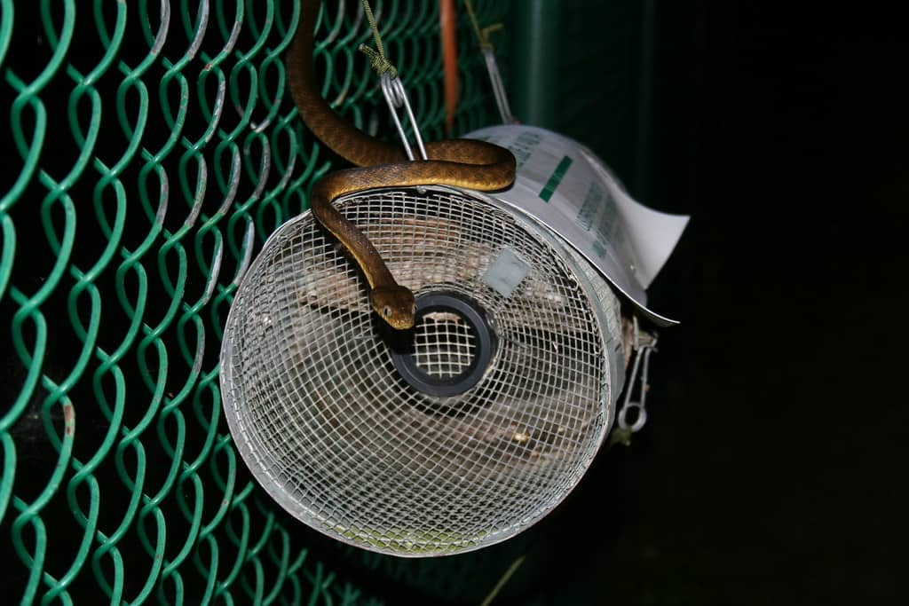 5 Best Snake Traps in 2023 Most Effective & Safe Picks