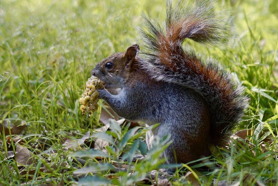 5 Best Squirrel Poisons in 2024 [Detailed Reviews]