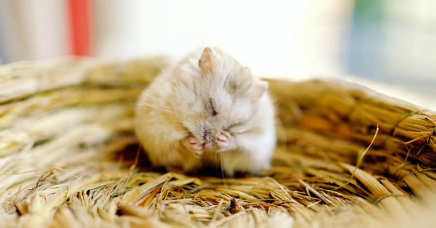 2021 Mice Exterminator Cost Mice Control Prices Explained