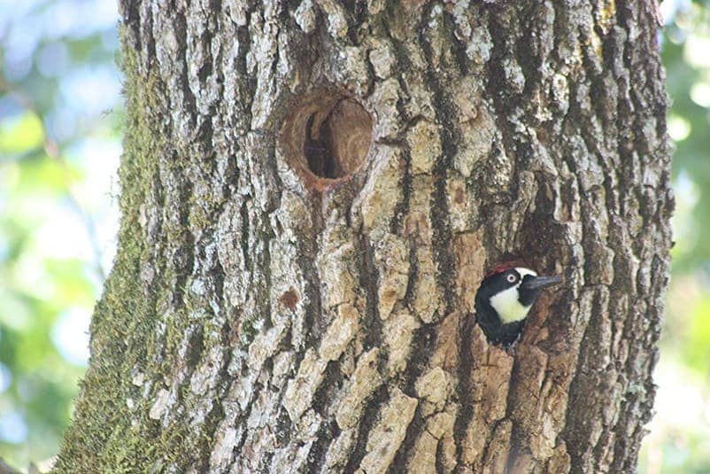How to Get Rid of Woodpeckers Control & Prevention Guide Unianimal