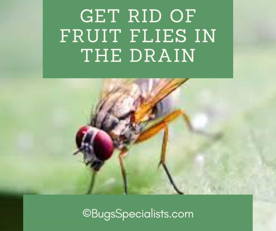 How to Get Rid of Fruit Flies in Drain Pest Control Heroes