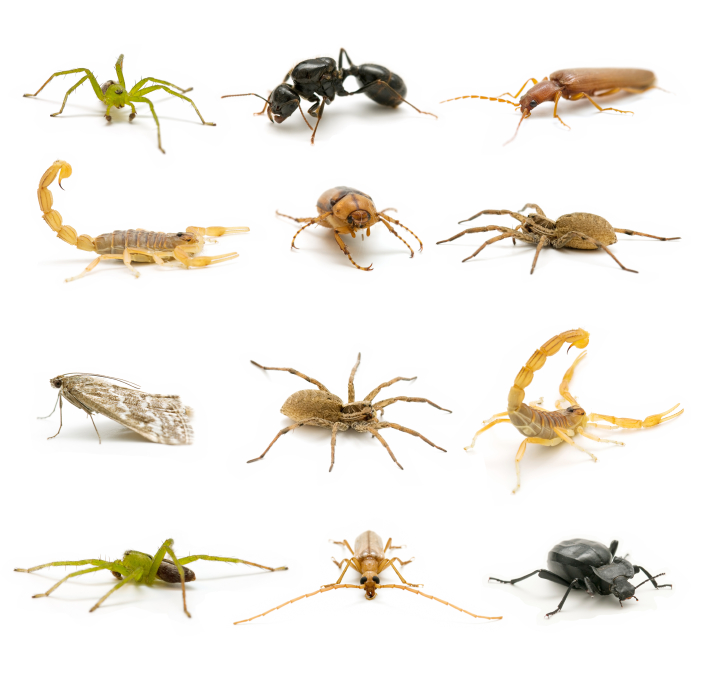 Pest Control Houston Pest Control Services Houston Bug Control Company