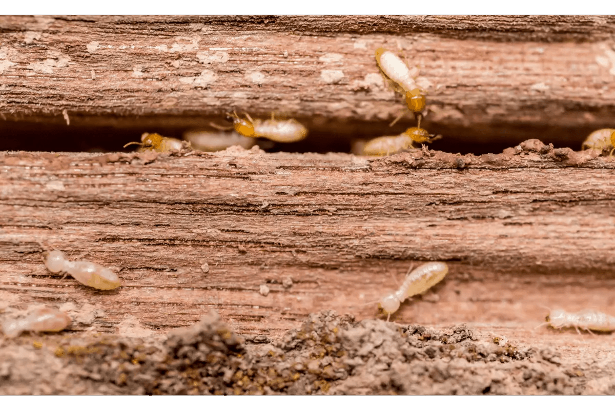 Can You Treat Termites in the Winter? Pest Control IQ