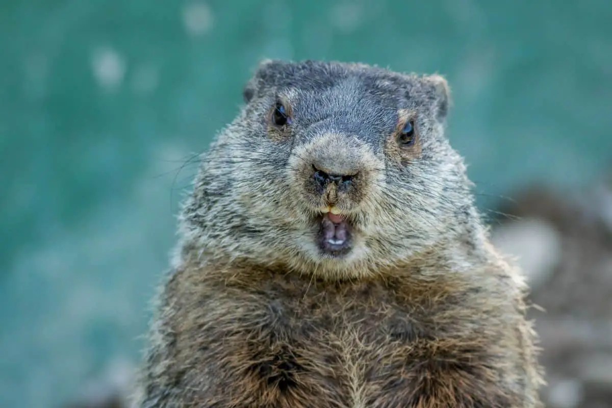 Does Bubble Gum Kill Groundhogs? Our Thoughts Pest Control IQ