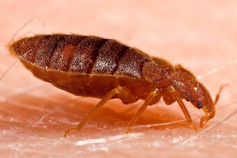 Do’s and Don’ts of Bed Bug Control Pestcontrolkitchener.ca