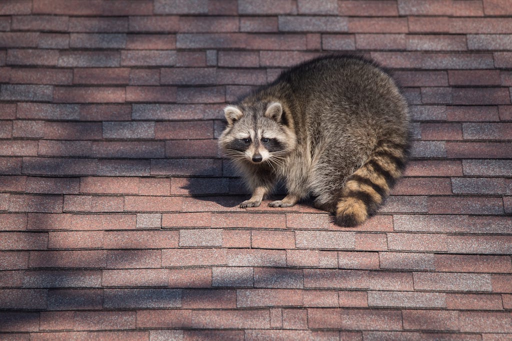 Raccoon Poop and Health Risks Pestcontrolkitchener.ca