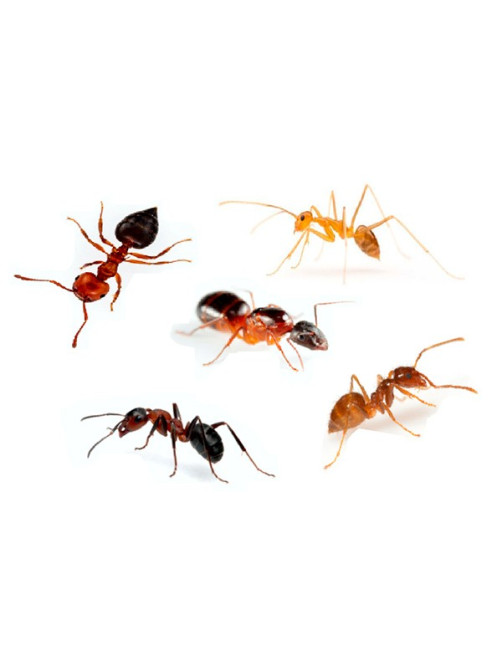 THE SOLUTION FOR ANTS PROBLEM Experts in keeping your house free ants.