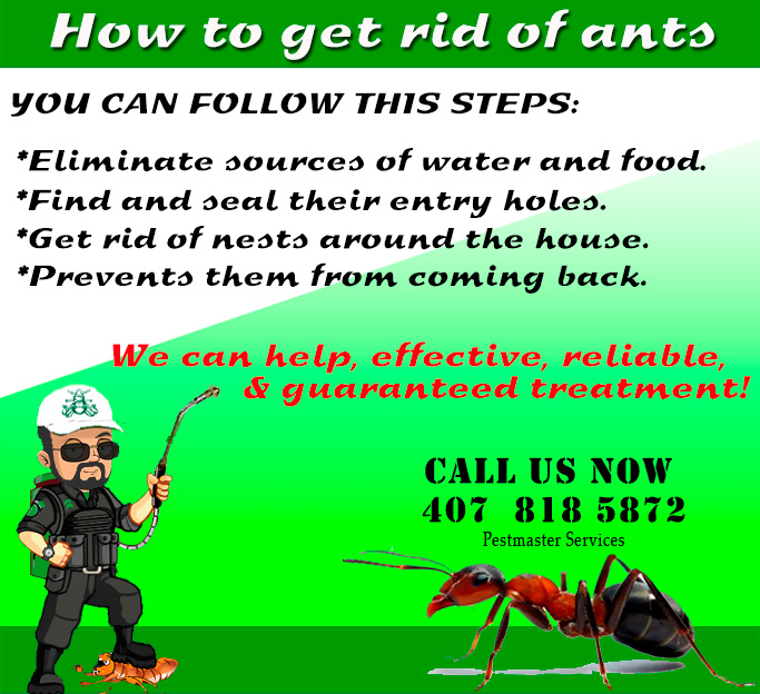 ANTS EXTERMINATOR PEST CONTROL