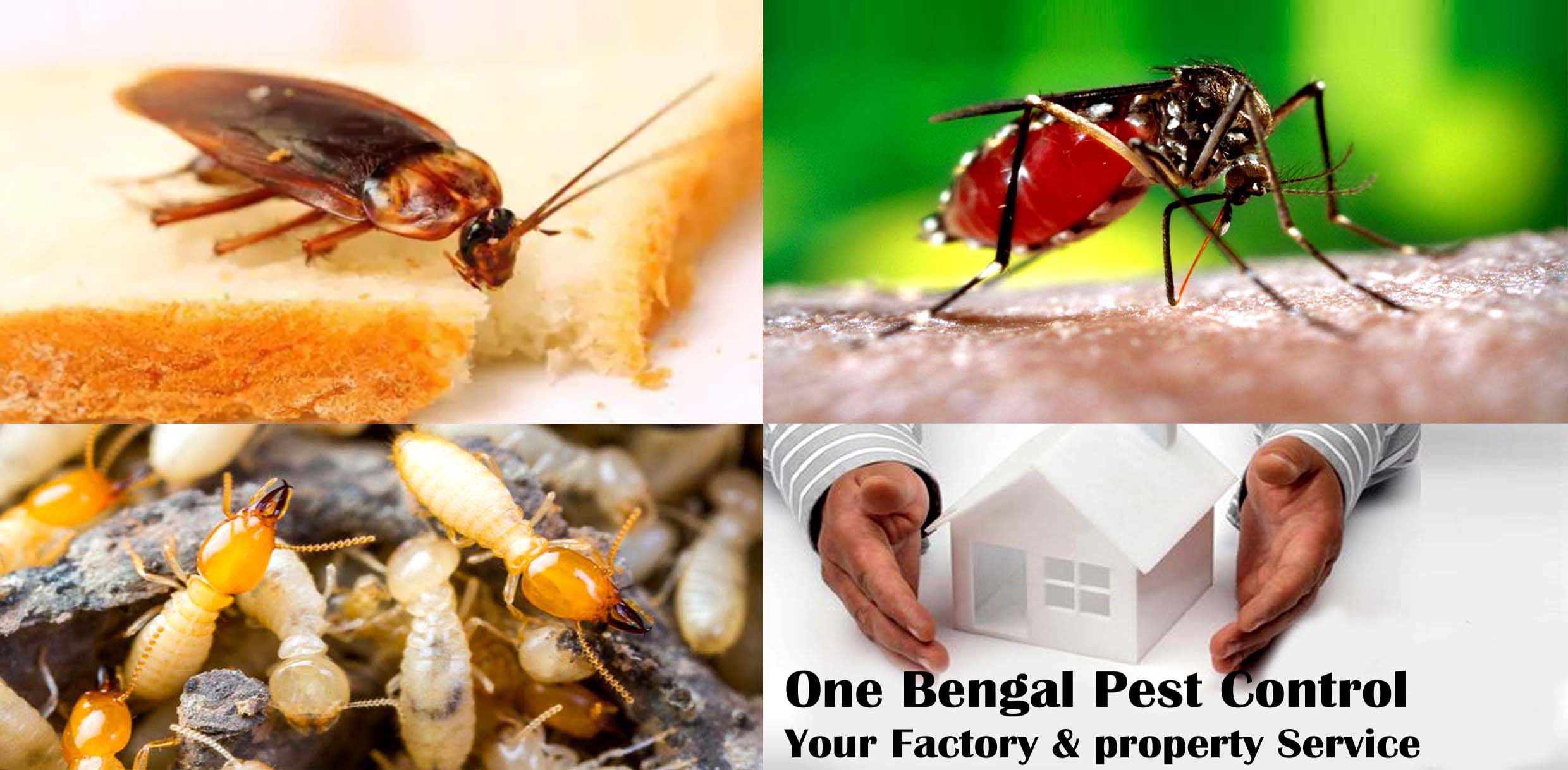 One Bengal Pest control service in Dhaka